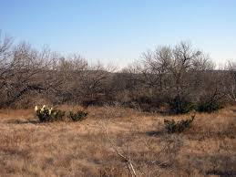 Mesquite in West Texas